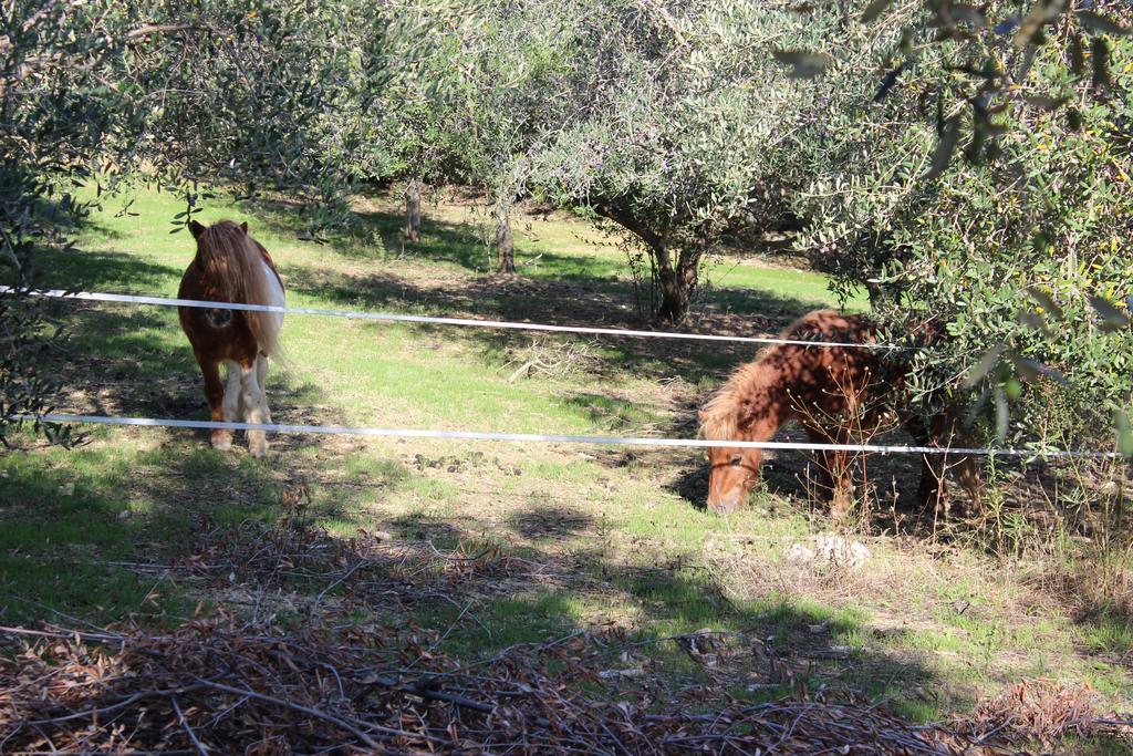 Casale Delle Rose B&B Fattoria Montepagano Dış mekan fotoğraf