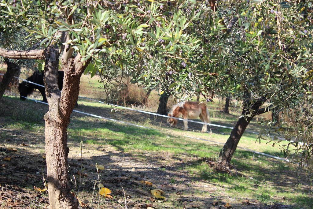 Casale Delle Rose B&B Fattoria Montepagano Dış mekan fotoğraf