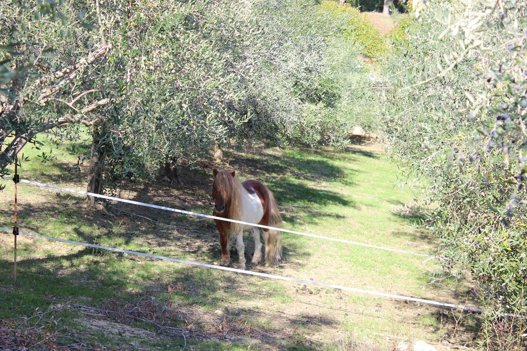 Casale Delle Rose B&B Fattoria Montepagano Dış mekan fotoğraf